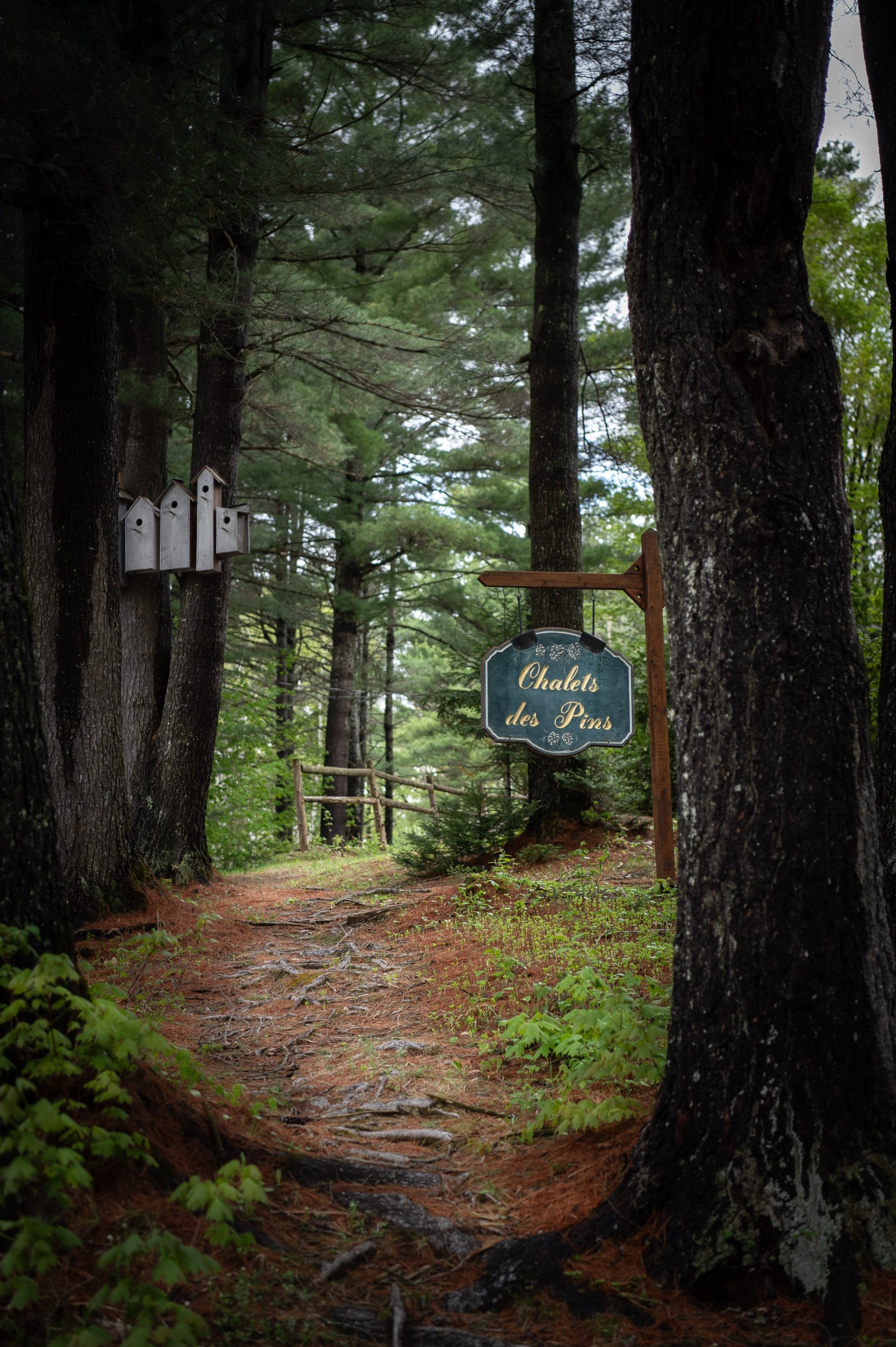 Enseigne Chalets des Pins - Cindy Asselin