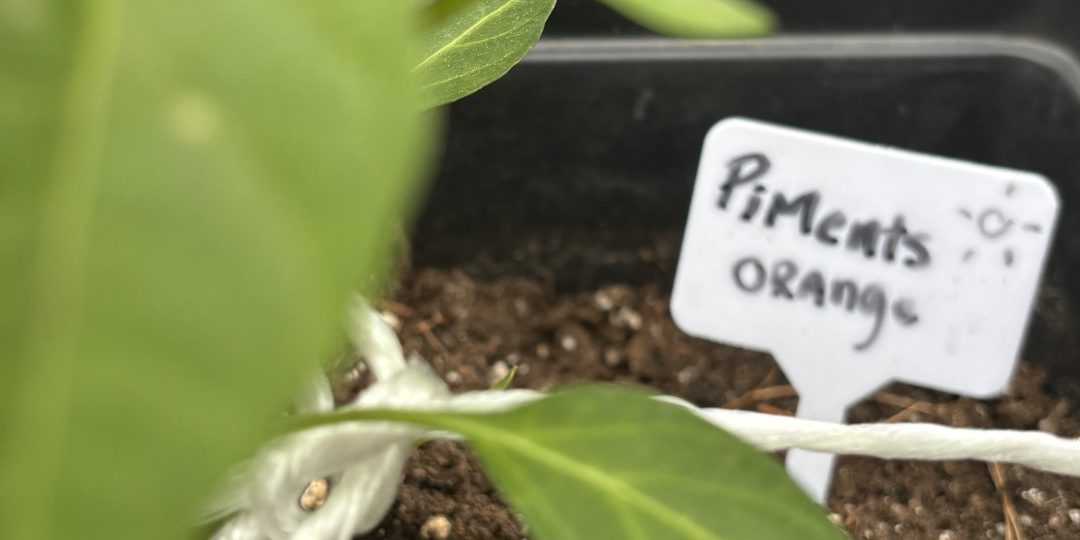 Piments orange Jardin gourmand