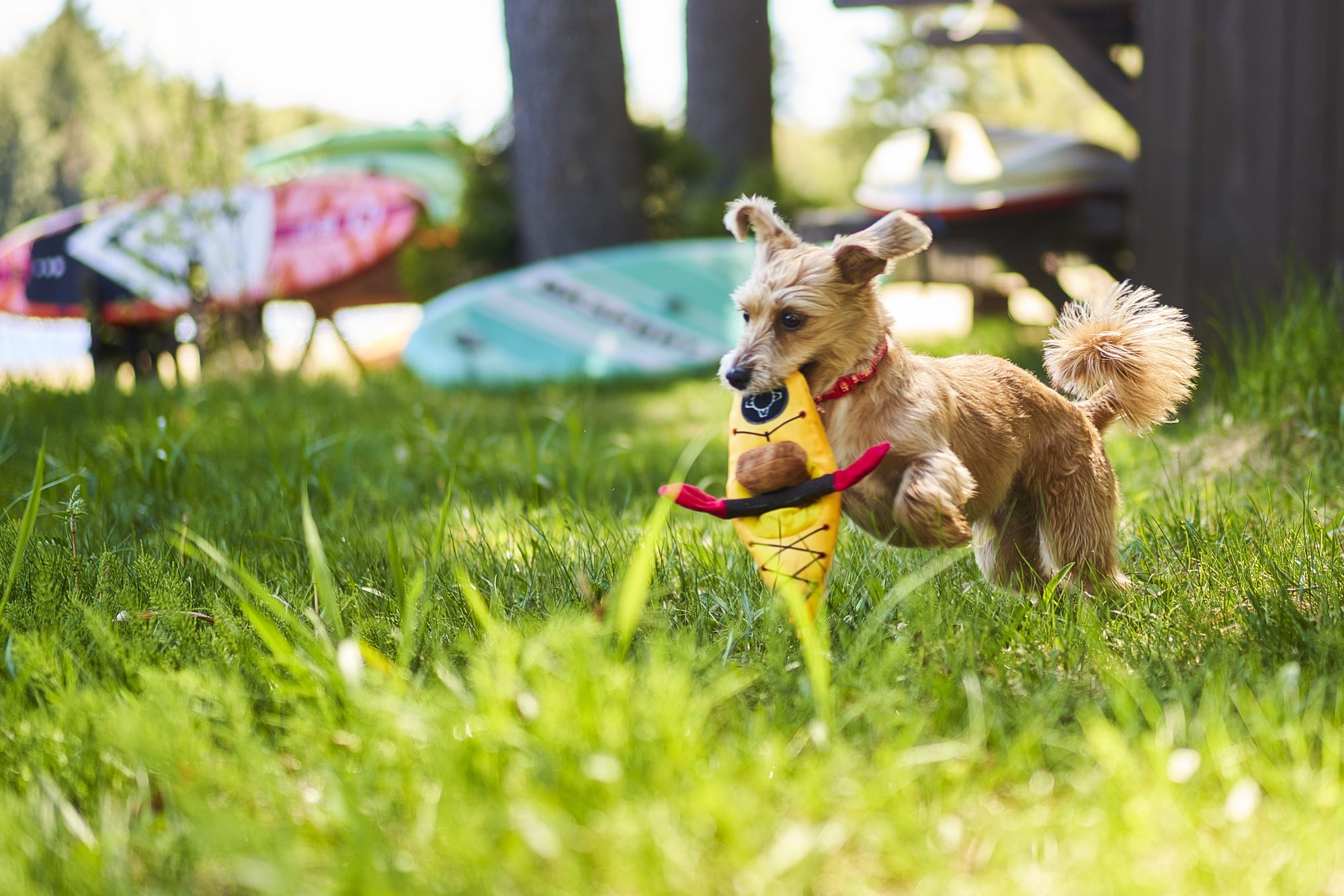 Petit chien qui court dans l’herbe avec un jouet en forme de kayak au Domaine Chalets des Pins à Rawdon