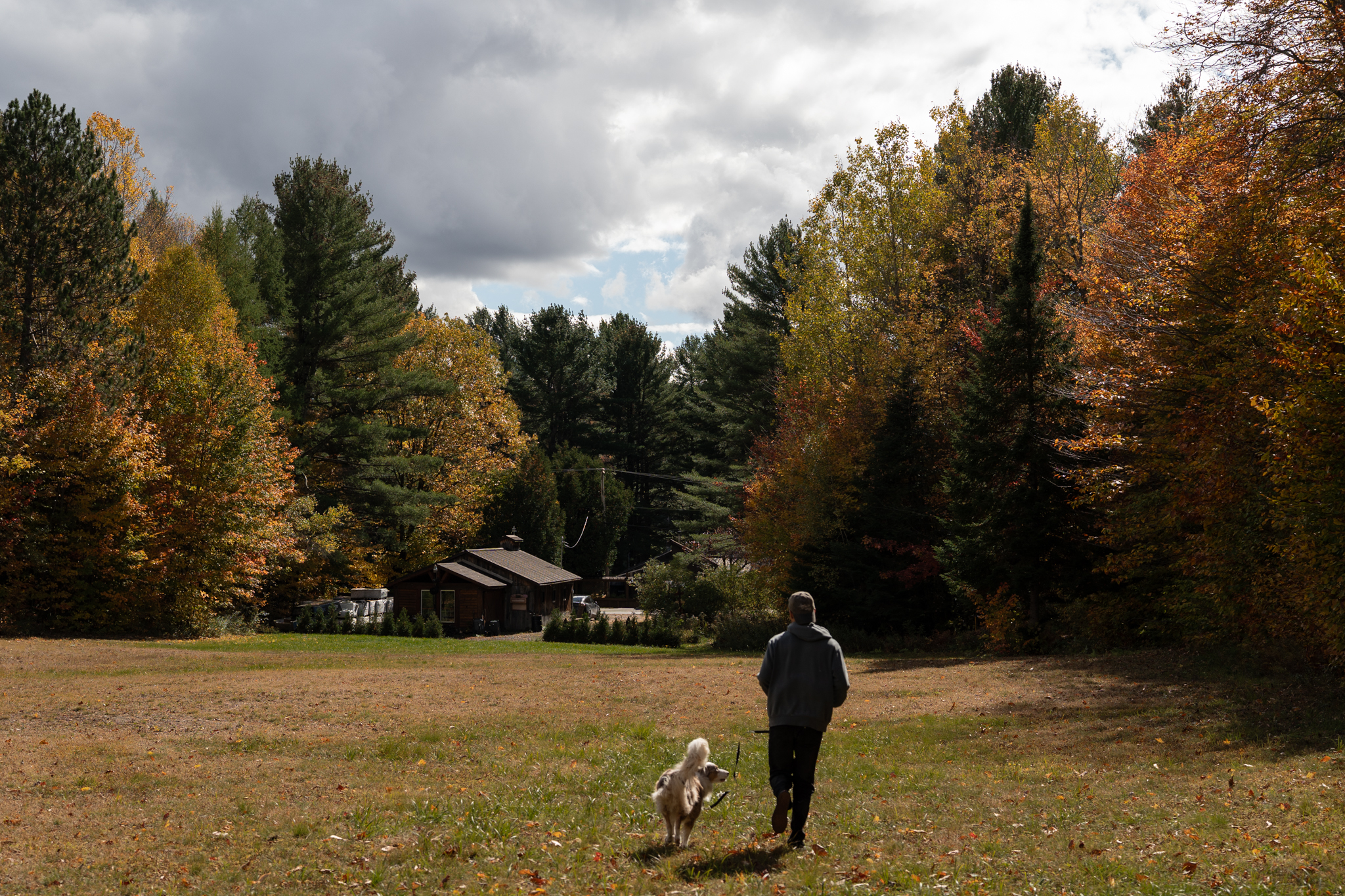 Promenade avec un chien sur la pelouse du domaine, entre les pins, à Rawdon